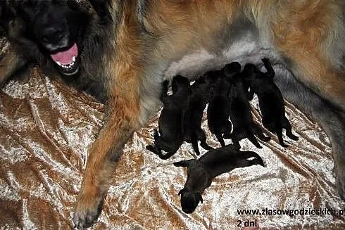 Szczeniaczki Leonberger **Dalian & Baccara**, 