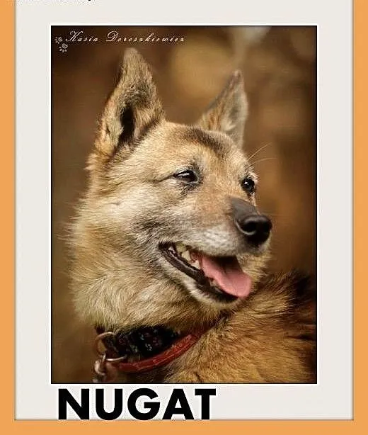 NUGAT,wesoły,mały,łagodny,rodzinny piesek.ADOPCJA,
