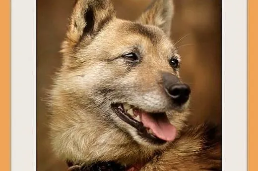 NUGAT,wesoły,mały,łagodny,rodzinny piesek.ADOPCJA,