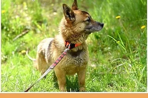NUGAT,wesoły,mały,łagodny,rodzinny piesek.ADOPCJA,