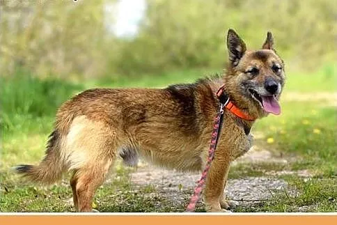 NUGAT,wesoły,mały,łagodny,rodzinny piesek.ADOPCJA,