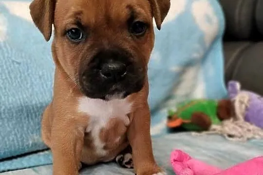 Staffordshire bull terrier staffik staff, Łódzkie, Łódź