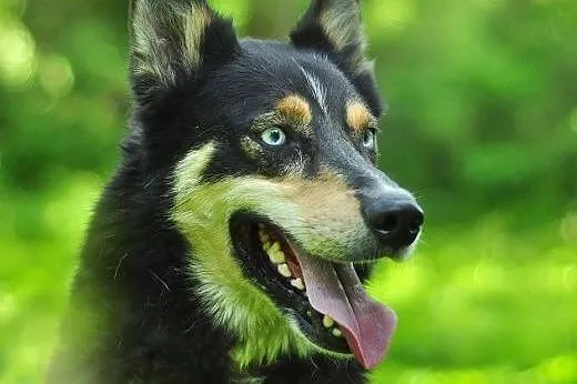 Hasan, niebieskooki mix husky szuka domu,  małopolskie Kraków