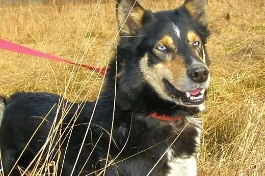 Hasan, niebieskooki mix husky szuka domu,  małopol