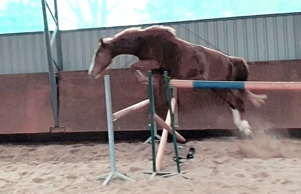 2 letnia klacz po If Du Reverdy x Ulco, ,