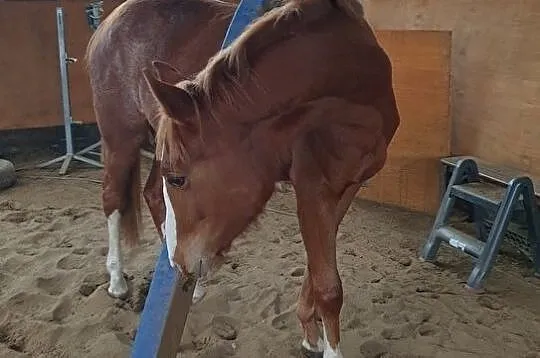 2 letnia klacz po If Du Reverdy x Ulco, , 