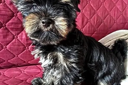 York piesek już do odbioru komplet szczepień, Mazowieckie, Siedlce
