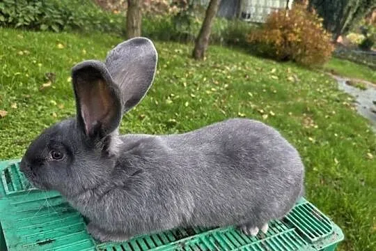 Sprzedam samice 2 sztuki osn osc, Małopolskie, Mszana Dolna