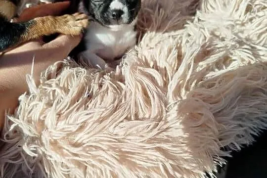 Pieski chihuahua