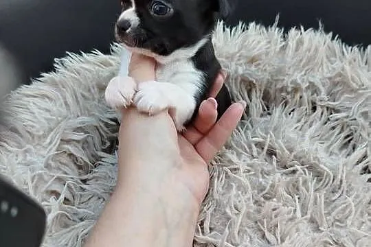 Pieski chihuahua, Mazowieckie, Płońsk