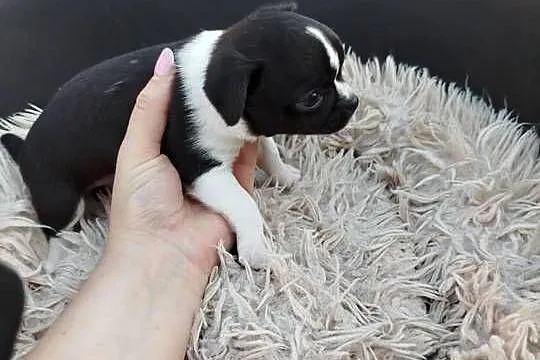 Pieski chihuahua, Mazowieckie, Płońsk
