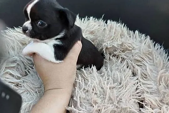 Pieski chihuahua, Mazowieckie, Płońsk