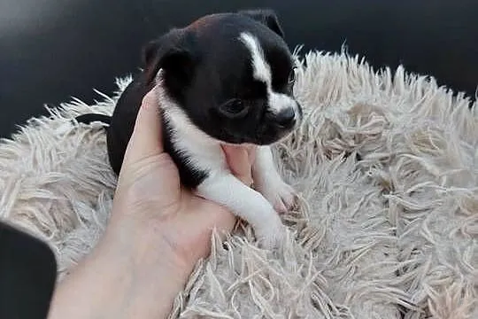Pieski chihuahua, Mazowieckie, Płońsk