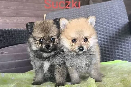 Szpic Pomeranian Miniaturowy Boo, Podkarpackie, Rzeszów