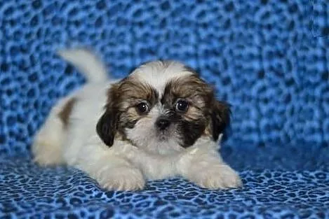 SHIH TZU piękne miniaturki z rodowodem, Katowice