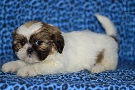 SHIH TZU piękne miniaturki z rodowodem, Katowice