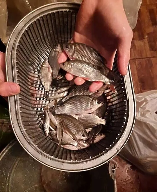 Karaś / karasie / narybek / żywiec / okolice Rzeszowa, Podkarpackie, Rzeszów