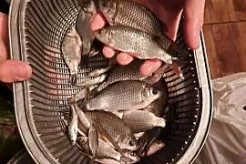 Karaś / karasie / narybek / żywiec / okolice Rzeszowa