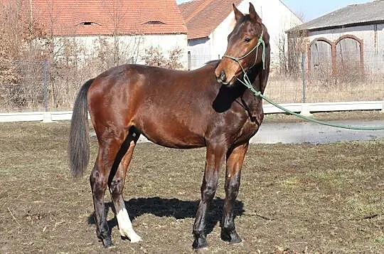 Roczniak ze skokowym rodowodem, , 