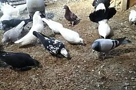 Sprzedam golembie pocztowe