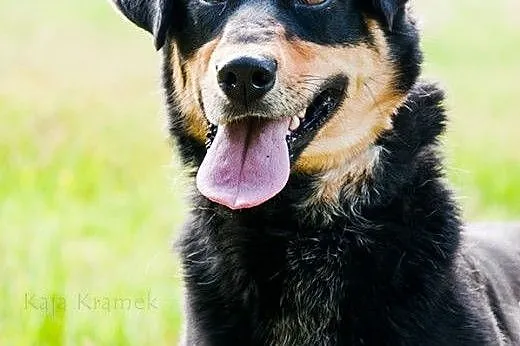 Czajka - niezwykłej urody psi anioł ADOPCJA,  Kund