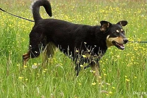 Czajka - niezwykłej urody psi anioł ADOPCJA,  Kund