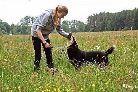 Czajka - niezwykłej urody psi anioł ADOPCJA,  Kund