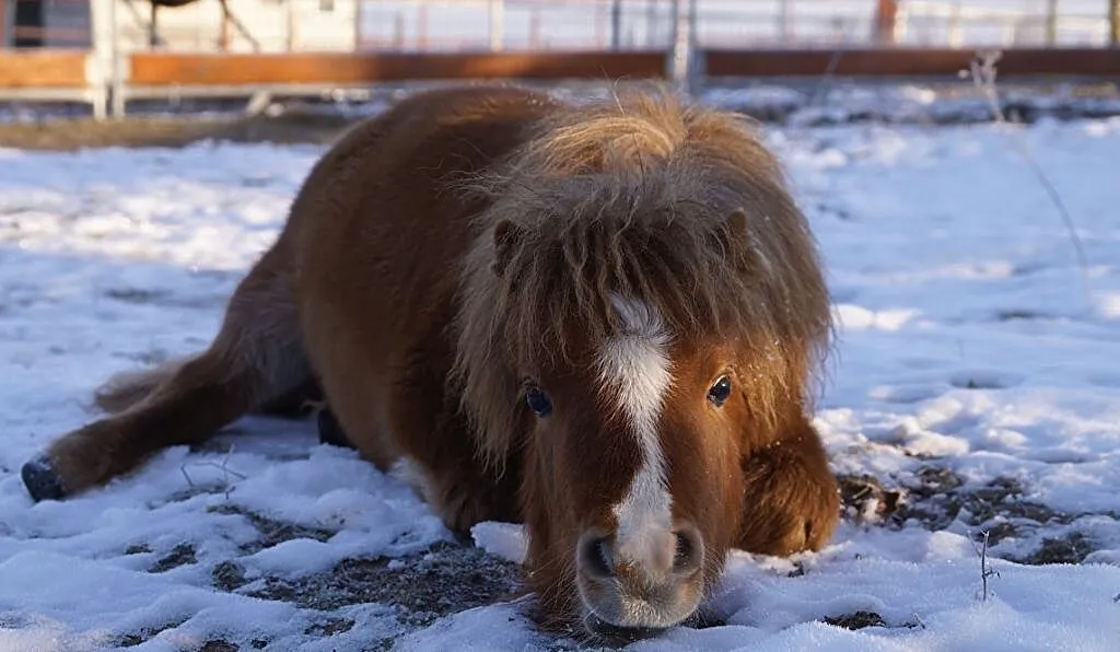 Klacz mini szetland x appaloosa, , Zawonia