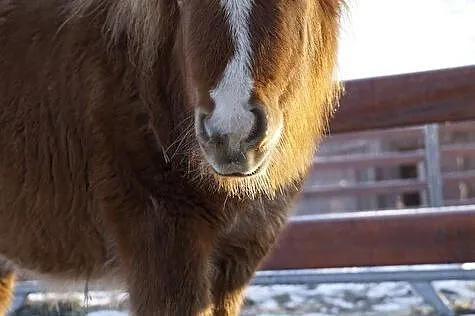 Klacz mini szetland x appaloosa, , Zawonia