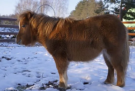 Klacz mini szetland x appaloosa, , Zawonia