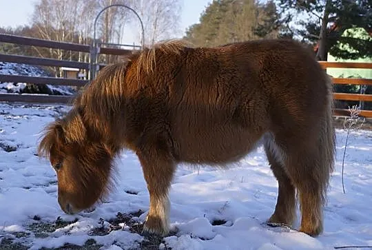 Klacz mini szetland x appaloosa, , Zawonia