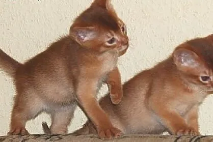 Kocięta Koty Abisyńskie Rodowodowe - GDYNIA,  pomo