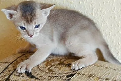 Kocięta Koty Abisyńskie Rodowodowe - GDYNIA,  pomo