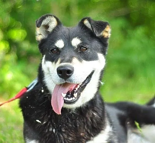 Esme, cudna sunia szuka domu, śląskie Dąbrowa Gór