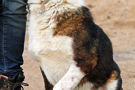 MAJOR młody, żywy, zapatrzony w człowieka piesek z