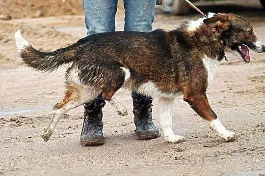 MAJOR młody, żywy, zapatrzony w człowieka piesek z
