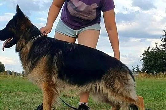 Suka Owczarka Niemieckiego z Uprawnieniami Hodowlanymi, Wielkopolskie, Kalisz