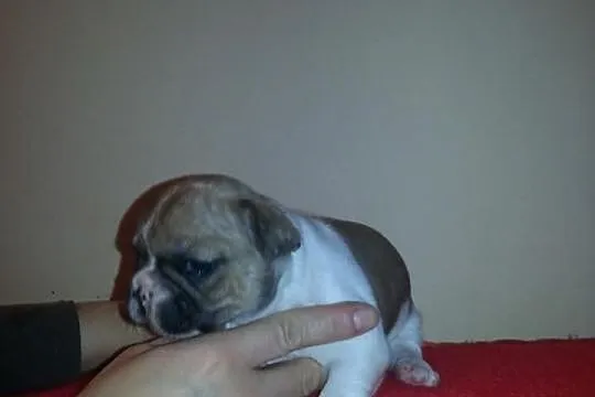Buldog Francuski -szczeniaczki