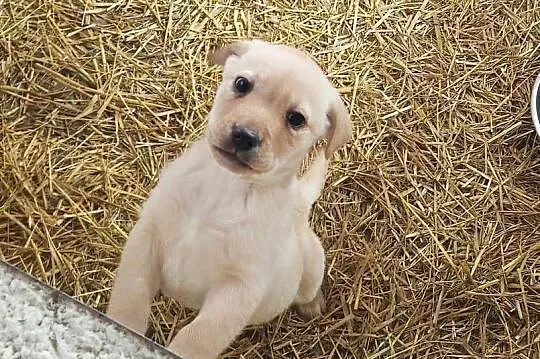 Labrador Retriever Z Rodowodem, Wielkopolskie, Poświętno