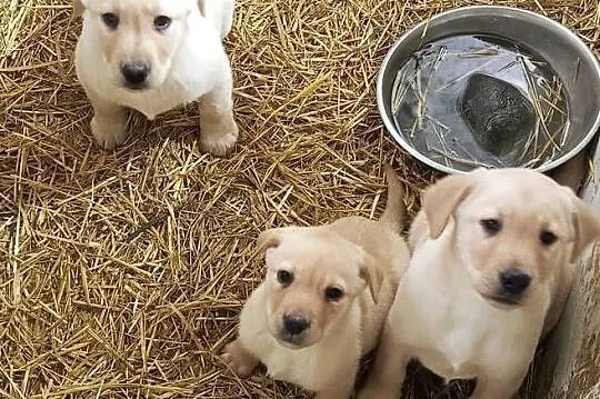 Labrador Retriever Z Rodowodem, Wielkopolskie, Poświętno