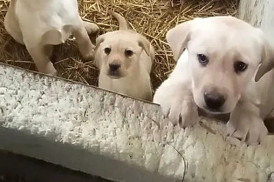 Labrador Retriever Z Rodowodem, Wielkopolskie, Poświętno