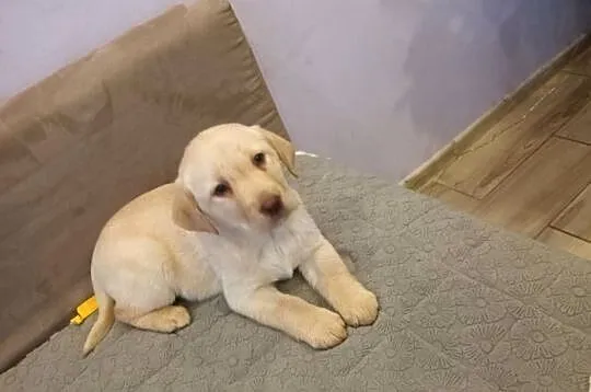 Labrador Retriever Z Rodowodem, Wielkopolskie, Poświętno