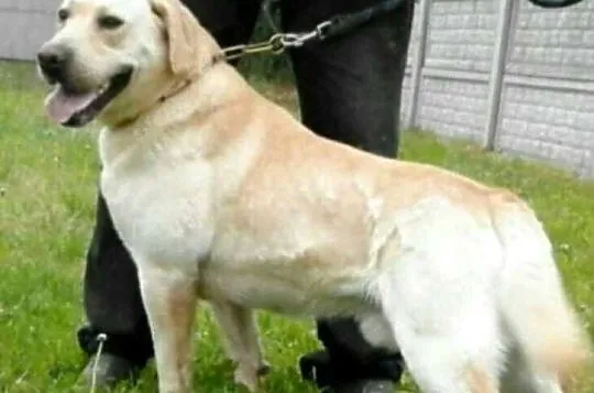 Labrador Retriever Z Rodowodem, Wielkopolskie, Poświętno