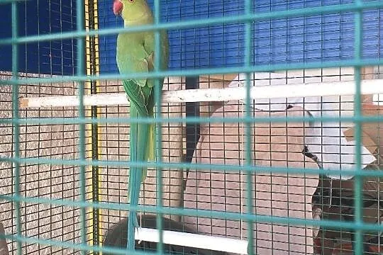 Papużki nierozłaczki / papuga obrożna, Tarnów