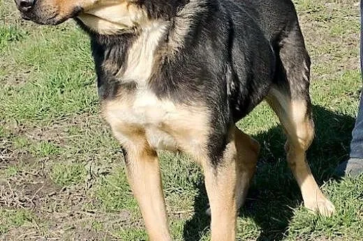 Paco - wesoły psiak już dwa lata za kratami,  śląs