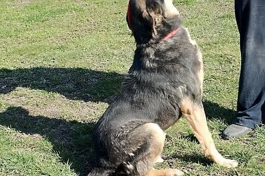 Paco - wesoły psiak już dwa lata za kratami,  śląs