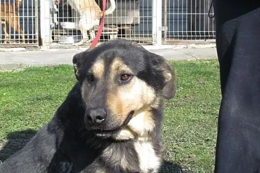 Paco - wesoły psiak już dwa lata za kratami,  śląs