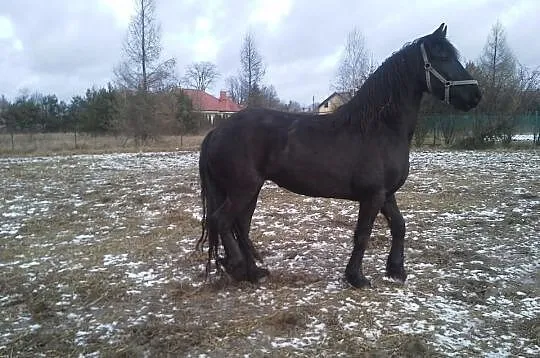 Fryz koń fryzyjski klacz fryzyjska