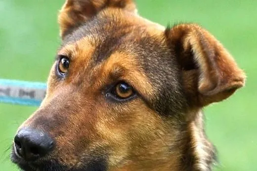 Fanta wesoła sunia szuka domu!,  Kundelki cała Pol