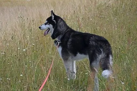 Oskar, husky szuka domu,  dolnośląskie Wrocław